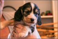 comp_IMG_5985-1