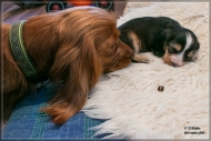 comp_IMG_6031-1