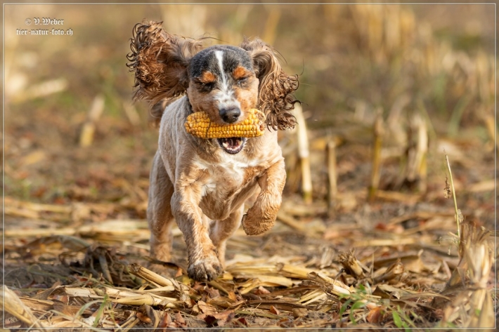 comp_IMG_9215-1