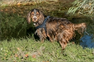 comp_IMG_8605-1