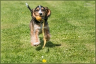 comp_IMG_9038-1