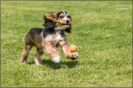 comp_IMG_9045-1