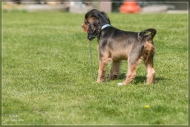 comp_IMG_9065-1