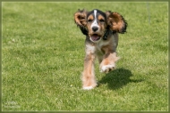 comp_IMG_9073-1