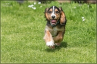 comp_IMG_9101-1
