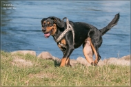 comp_IMG_3509-1