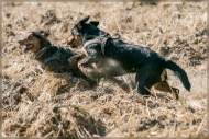 comp_IMG_3559-1