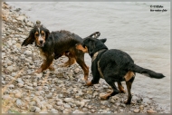 comp_IMG_3952-1