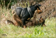 comp_IMG_3975-1