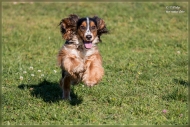 comp_IMG_8992-1