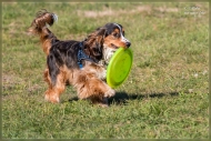 comp_IMG_9039-1