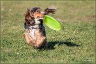 comp_IMG_9043-2