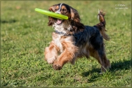 comp_IMG_9073-1
