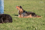 comp_IMG_9086-1
