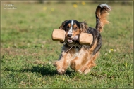 comp_IMG_9093-2