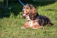 comp_IMG_9117-1