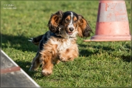 comp_IMG_9151-1