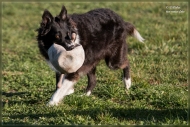 comp_IMG_9158-1