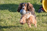 comp_IMG_9181-1