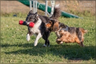 comp_IMG_9213-1