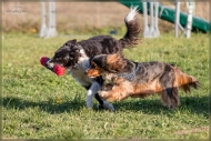comp_IMG_9215-2