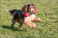 comp_IMG_9223-1