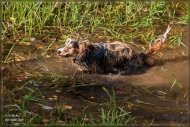 comp_IMG_7990-1