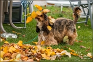 comp_IMG_8071-1