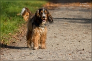 comp_IMG_8274-1