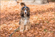 comp_IMG_9228-1
