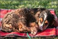 comp_IMG_2043-1
