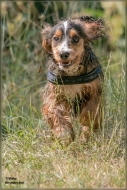 comp_IMG_2270-1
