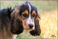 comp_IMG_2437-1