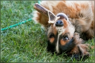 comp_IMG_2475-1