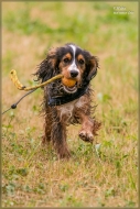 comp_IMG_2896-1