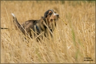 comp_IMG_2960-1