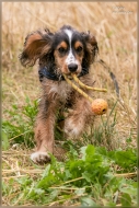 comp_IMG_2982-1