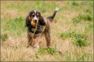 comp_IMG_2985-1