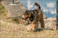 comp_IMG_4632-1