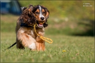 comp_IMG_5776-1