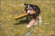 comp_IMG_6832-1