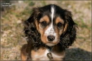 comp_IMG_6867-1