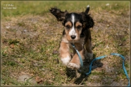 comp_IMG_6938-1