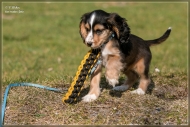 comp_IMG_6943-1