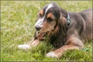 comp_IMG_9652-1