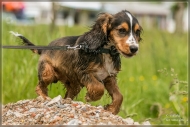 comp_IMG_9726-1