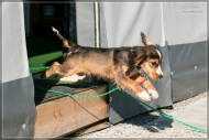 comp_IMG_7967-1