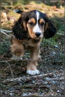 comp_IMG_7246-1
