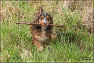 comp_IMG_2042-1