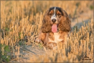 comp_IMG_7159-1